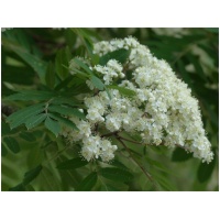 SORBUS DOMESTICA