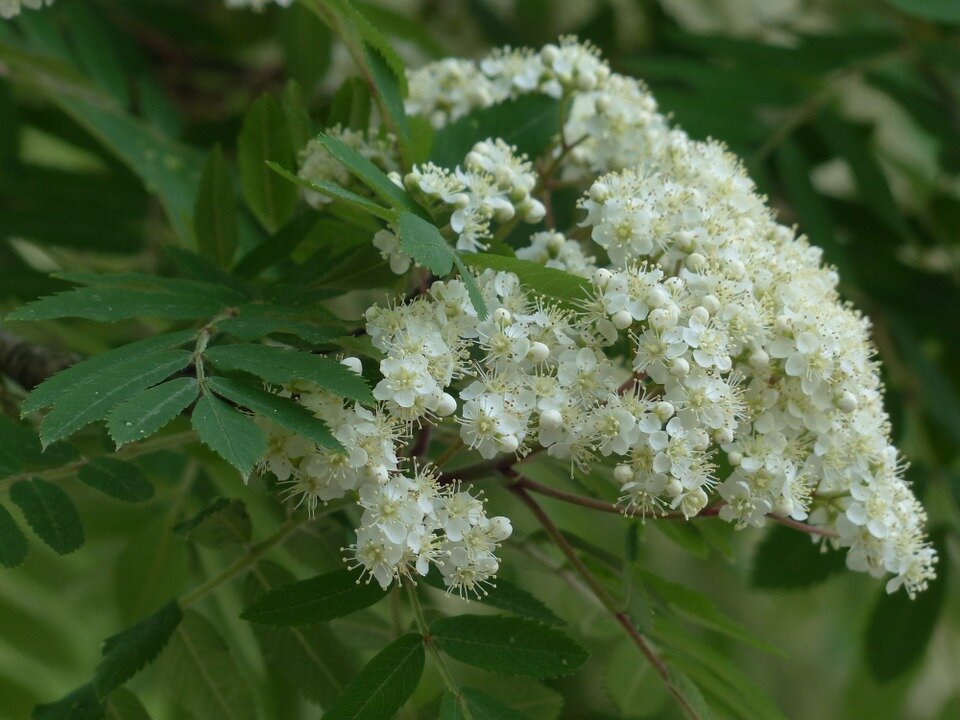SORBUS DOMESTICA