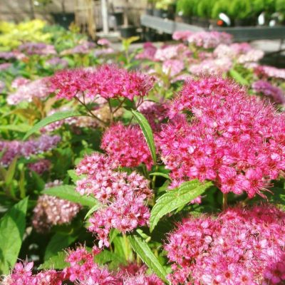 SPIRAEA JAPONICA ´LITTLE PRINCESS´