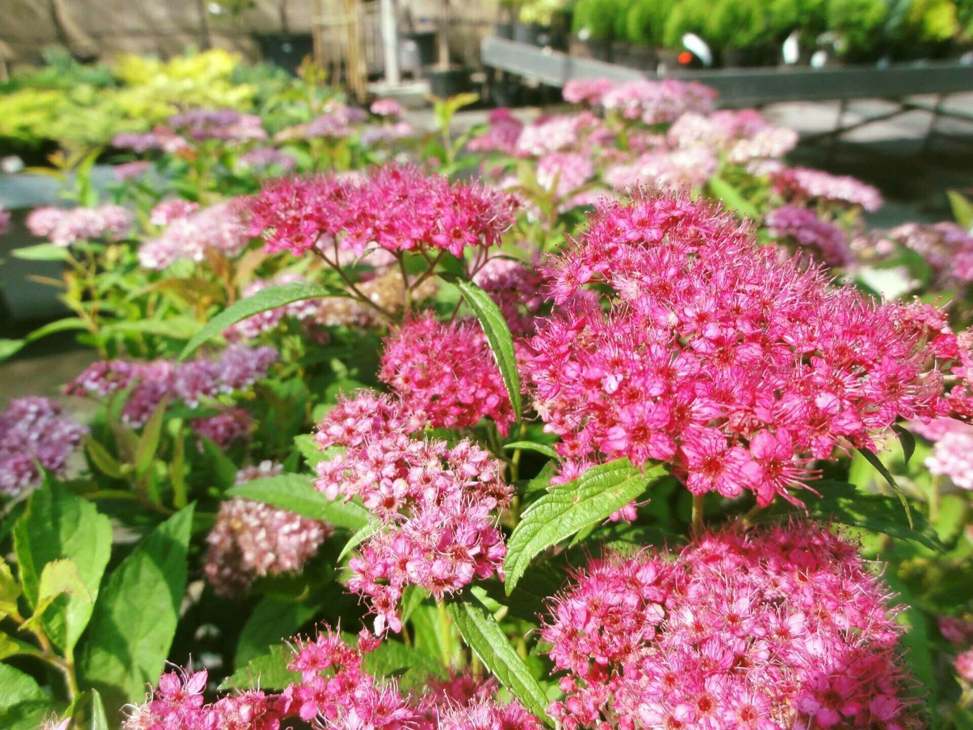 SPIRAEA JAPONICA ´LITTLE PRINCESS´