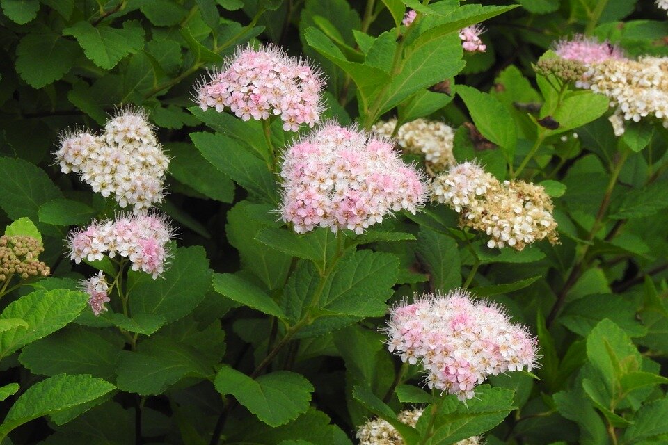 SPIRAEA JAPONICA ´GENPEI´