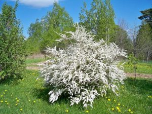 SPIRAEA X VANHOUTTEI