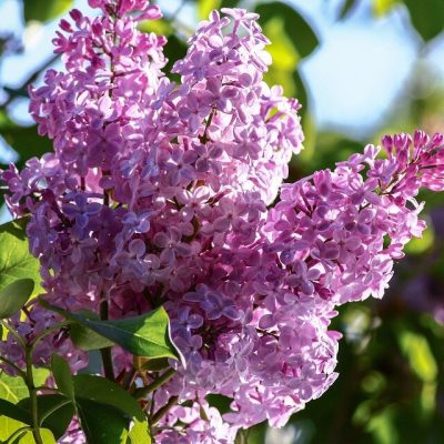 SYRINGA MEYERI ´PALIBIN´