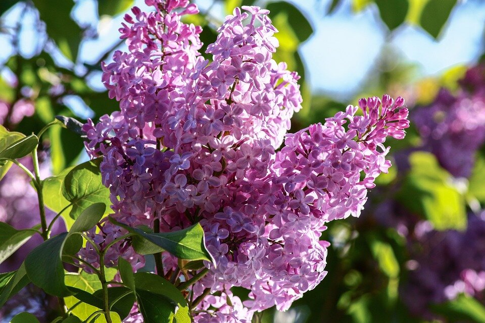 SYRINGA MEYERI ´PALIBIN´