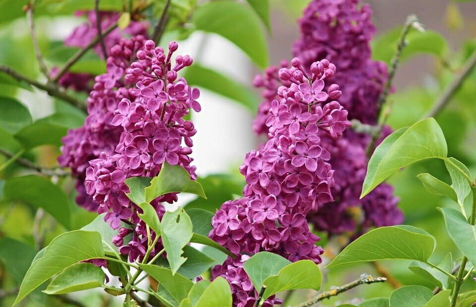 SYRINGA