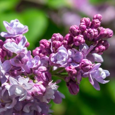 SYRINGA VULG. ´JAMES MACFARLANE´