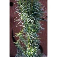 TAXUS BACCATA ´DAVID´ 20-30