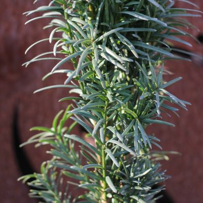 TAXUS BACCATA ´DAVID´ 20-30