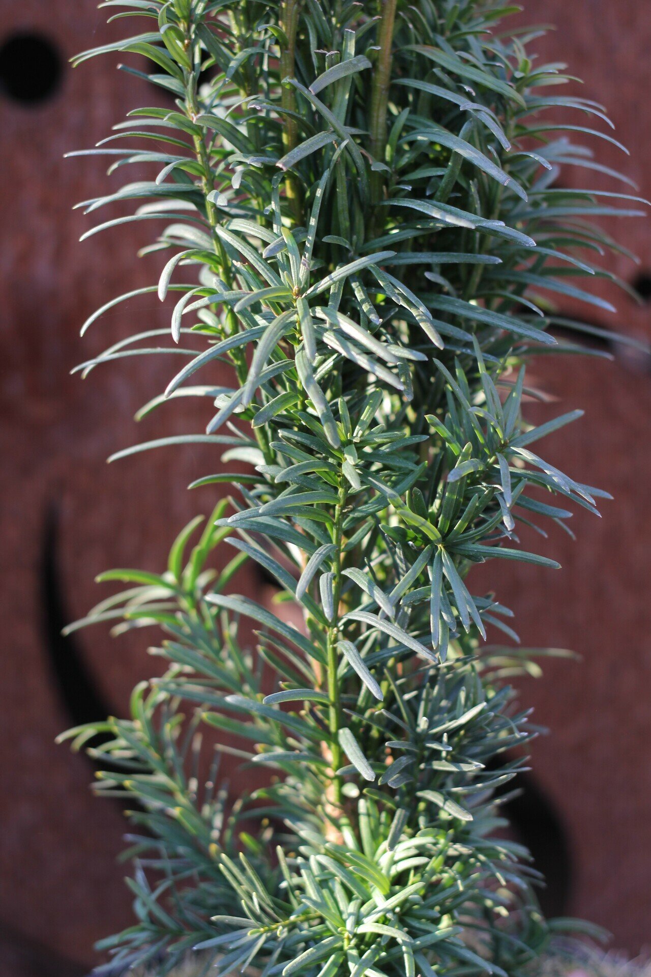 TAXUS BACCATA ´DAVID´ 20-30