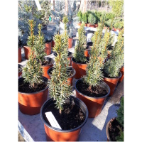 TAXUS X MEDIA ´HILLII´