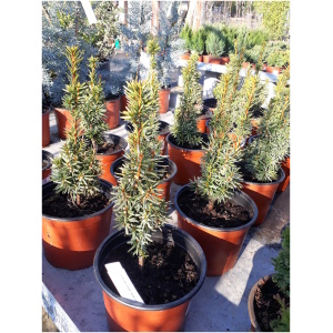 TAXUS X MEDIA ´HILLII´