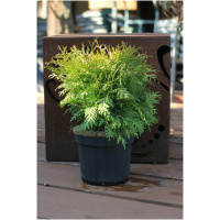 THUJA OCCIDENTALIS ´DANICA´