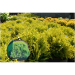 THUJA OCCIDENTALIS ´MIRJAM´