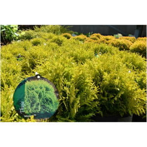 THUJA OCCIDENTALIS ´MIRJAM´