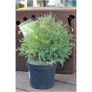 THUJA OCCIDENTALIS ´MR. BOWLING BALL´