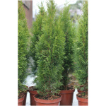 THUJA OCCIDENTALIS ´SMARAGD´
