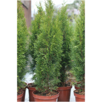 THUJA OCCIDENTALIS ´SMARAGD´
