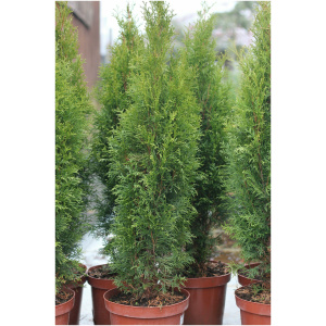 THUJA OCCIDENTALIS ´SMARAGD´