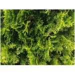 THUJA OCCIDENTALIS ´BRABANT´