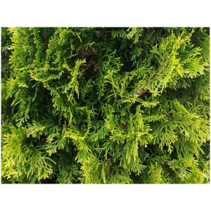 THUJA OCCIDENTALIS ´BRABANT´