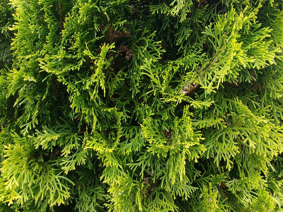 THUJA OCCIDENTALIS ´BRABANT´
