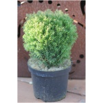 THUJA OCCIDENTALIS ´TEDDY´