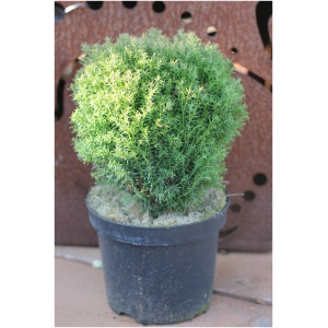THUJA OCCIDENTALIS ´TEDDY´