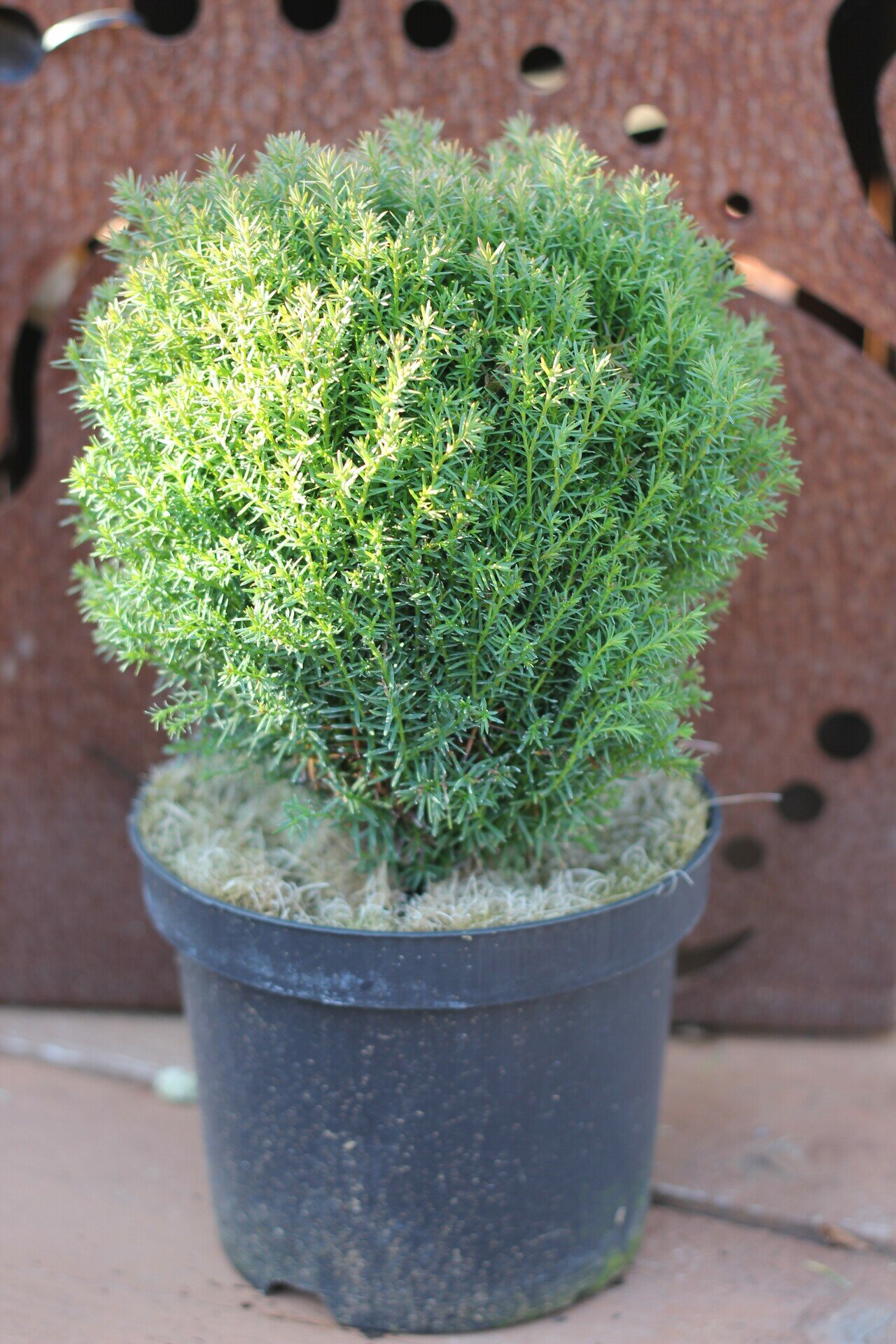 THUJA OCCIDENTALIS ´TEDDY´