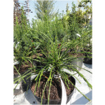 THUJA PLICATA ´WHIPCORD´