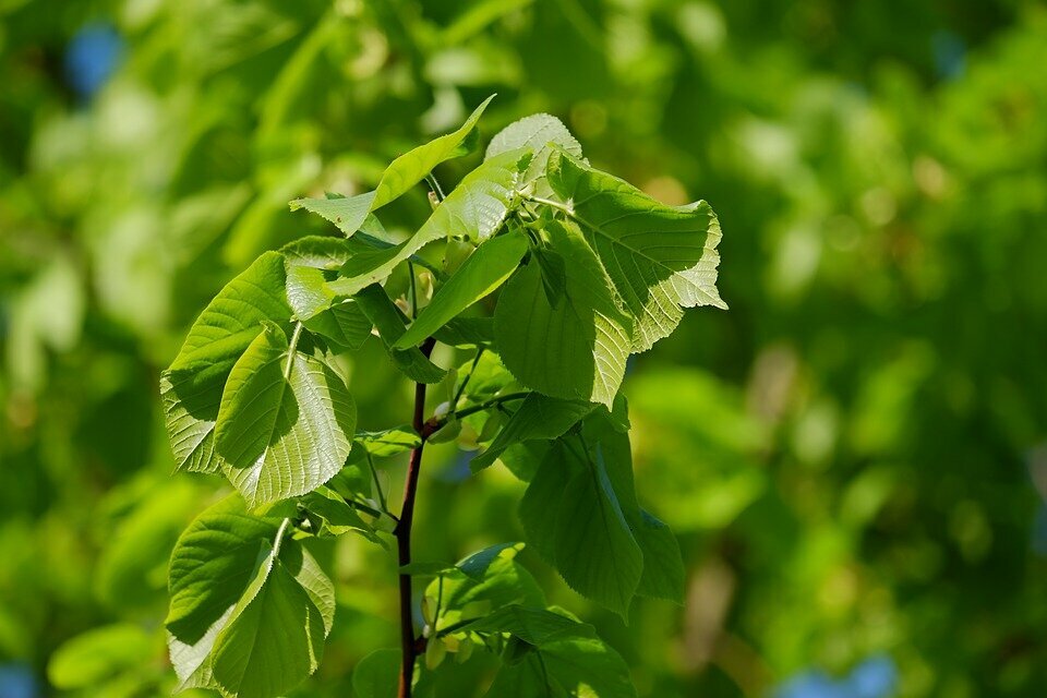 TILIA CORDATA