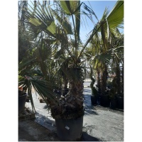 TRACHYCARPUS FORTUNEI