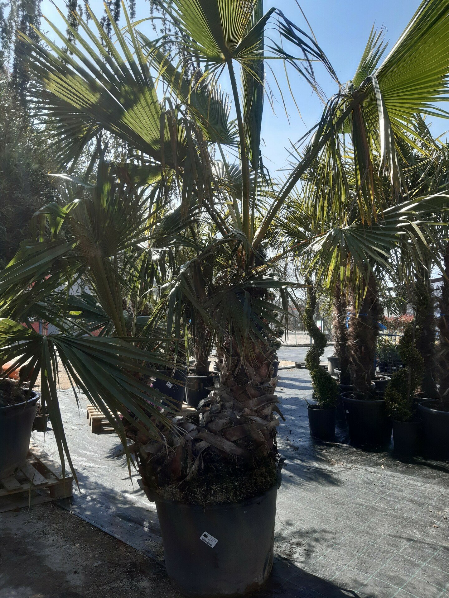 TRACHYCARPUS FORTUNEI