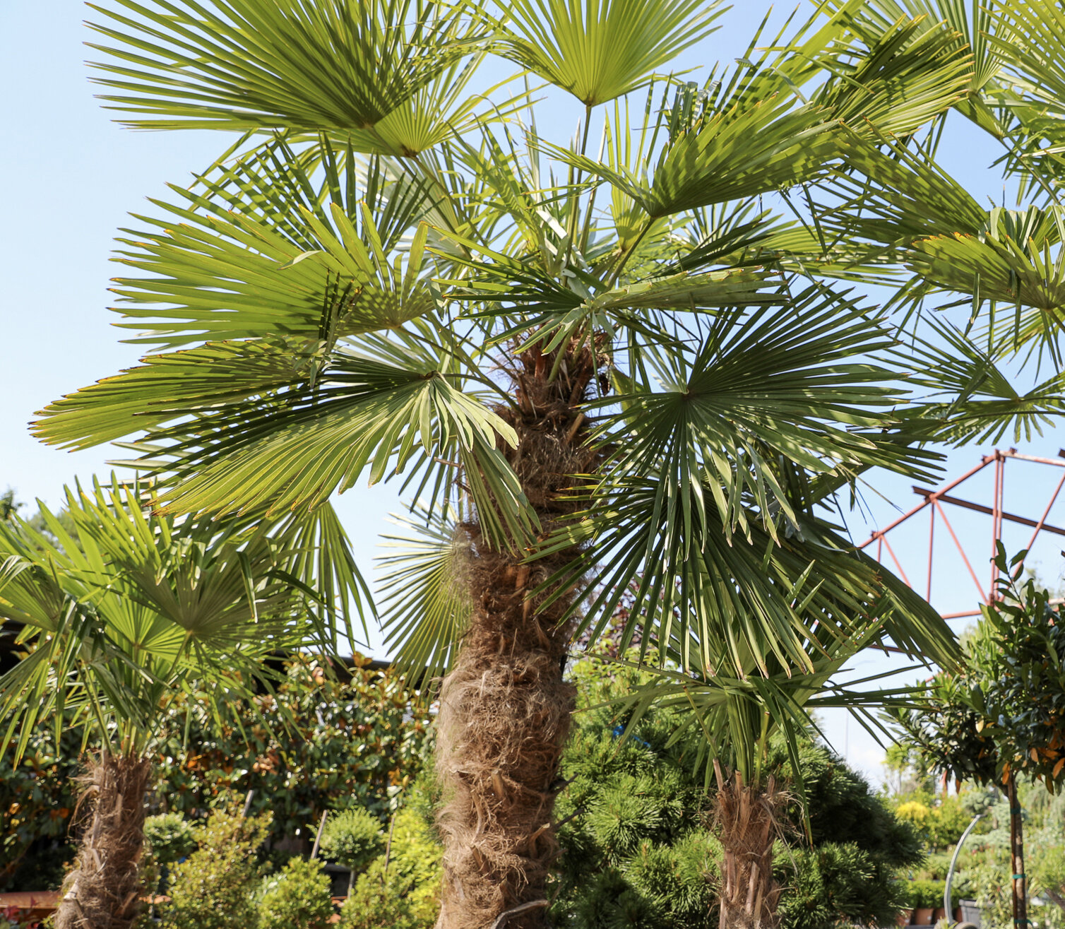 TRACHYCARPUS FORTUNEI