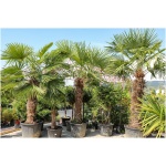 TRACHYCARPUS FORTUNEI