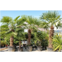 TRACHYCARPUS FORTUNEI