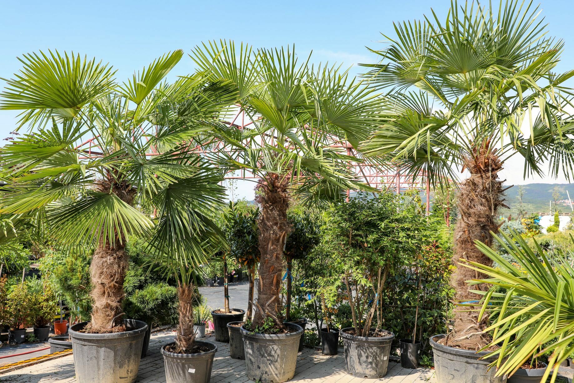 TRACHYCARPUS FORTUNEI