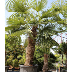 TRACHYCARPUS FORTUNEI