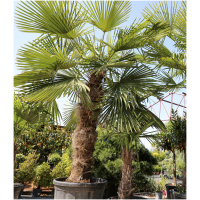 TRACHYCARPUS FORTUNEI
