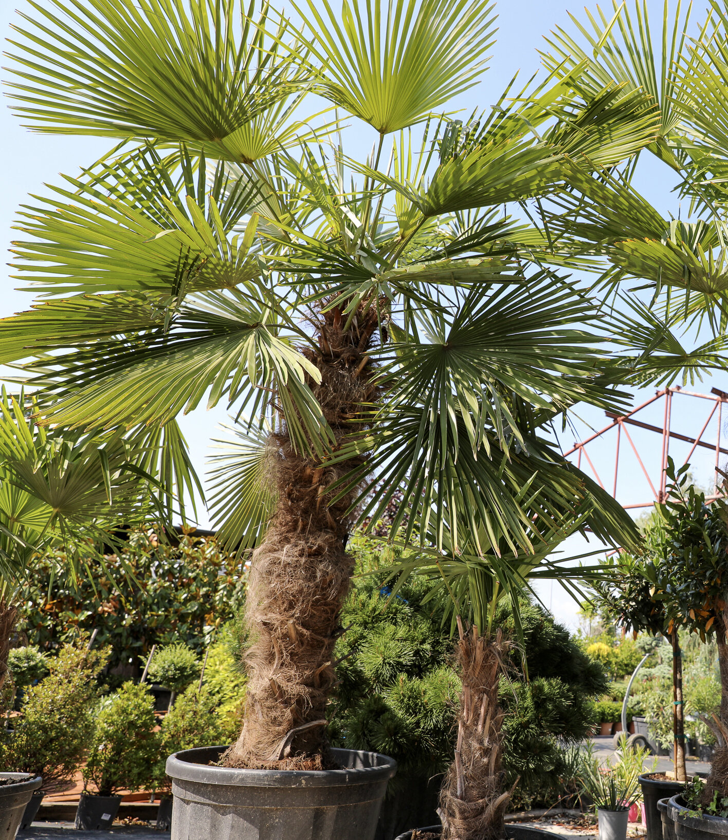 TRACHYCARPUS FORTUNEI