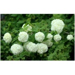 VIBURNUM OPULUS ´ROSEUM´