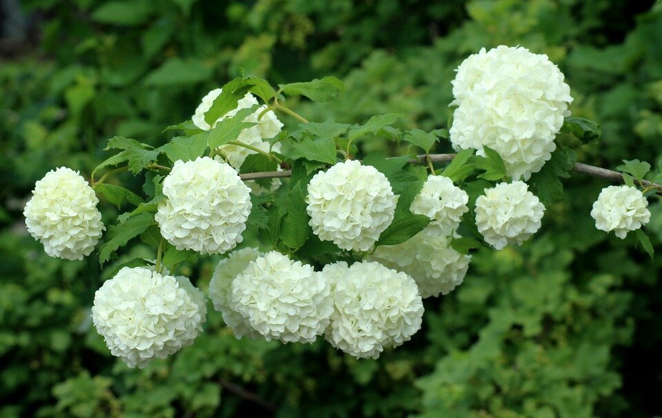VIBURNUM OPULUS ´ROSEUM´