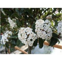 VIBURNUM X BURKWOODII
