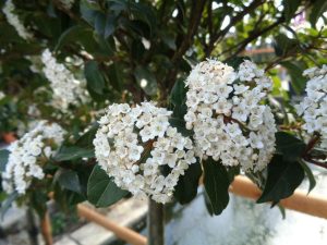 VIBURNUM X BURKWOODII
