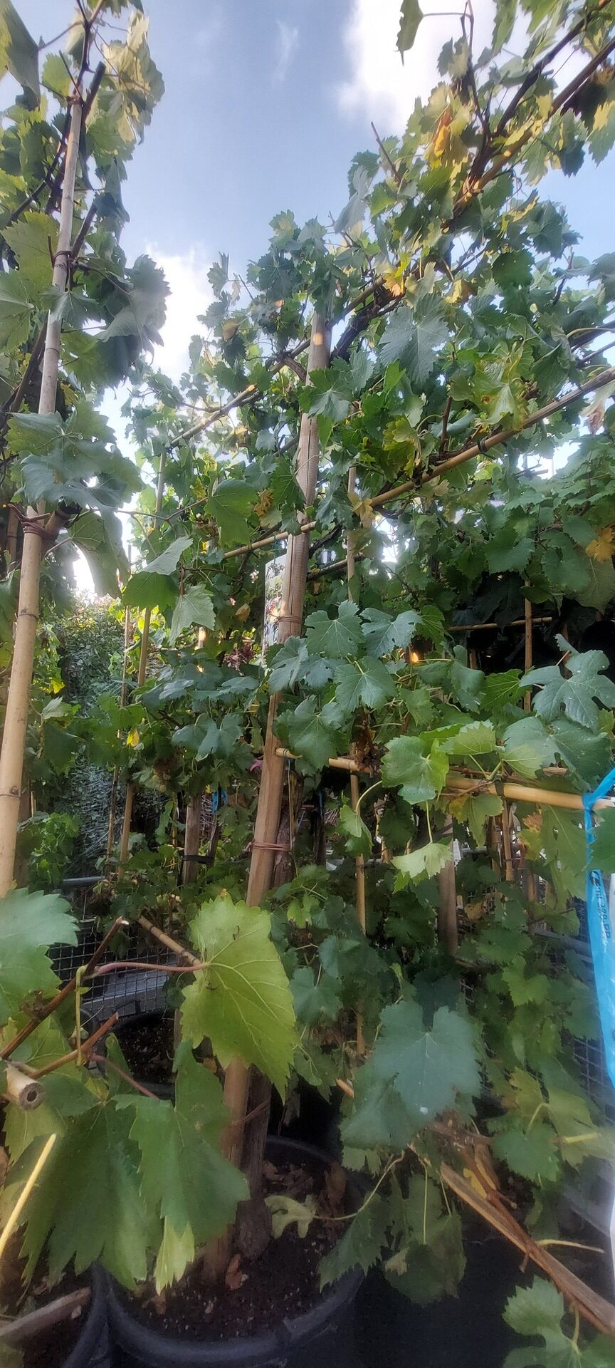 Vitis vinifera