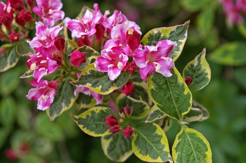 WEIGELA FLORIDA ´NANA VARIEGATA´