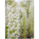 WISTERIA BRACHYBOTRYS ´SHIRO CAP FUJI´