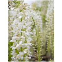 WISTERIA BRACHYBOTRYS ´SHIRO CAP FUJI´