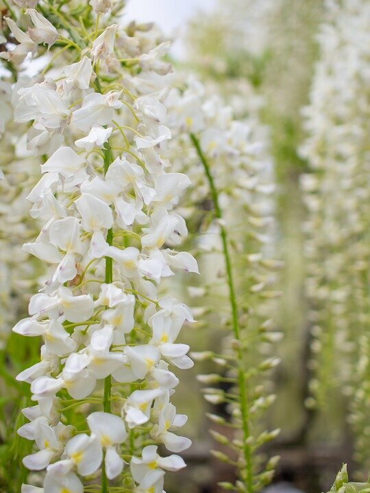 WISTERIA BRACHYBOTRYS ´SHIRO CAP FUJI´