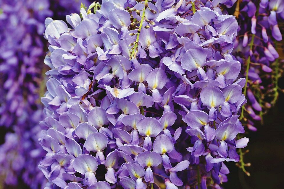 WISTERIA BRACHYBOTRYS ´YOKOHAMA FUJI´