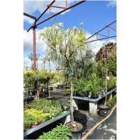 WISTERIA CHINENSIS